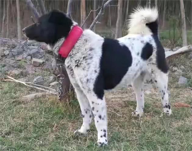 1狗能比10狗强，太行山猎人讲太行犬大虎的能耐，看到底有多厉害