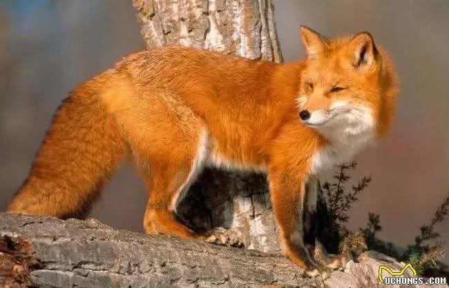 1狗能比10狗强，太行山猎人讲太行犬大虎的能耐，看到底有多厉害