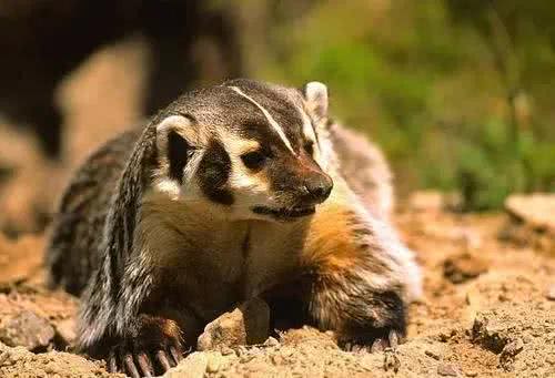 1狗能比10狗强，太行山猎人讲太行犬大虎的能耐，看到底有多厉害