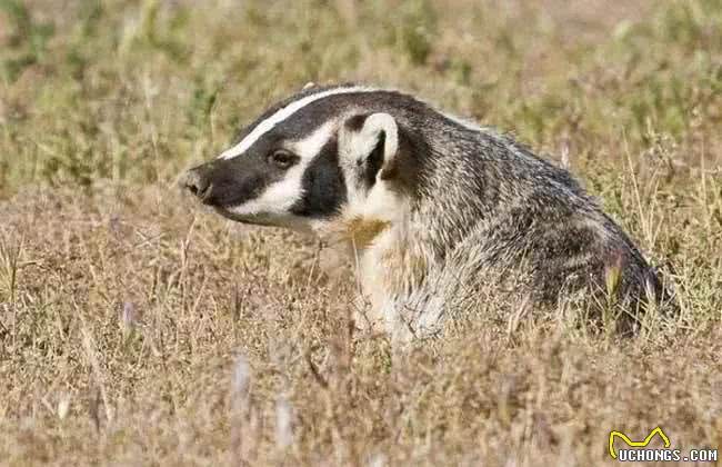1狗能比10狗强，太行山猎人讲太行犬大虎的能耐，看到底有多厉害