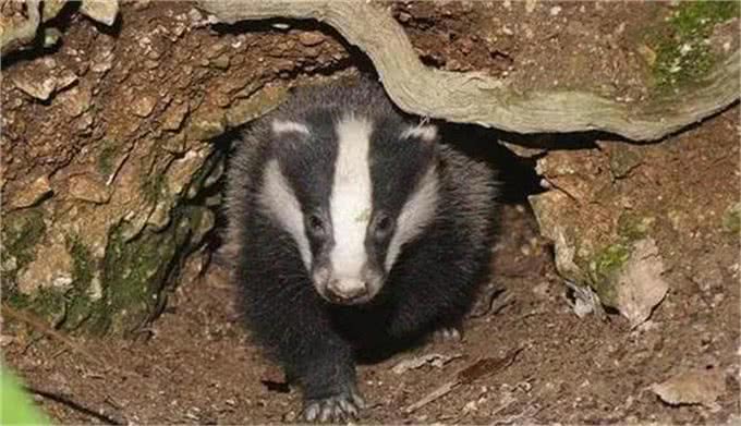 1狗能比10狗强，太行山猎人讲太行犬大虎的能耐，看到底有多厉害