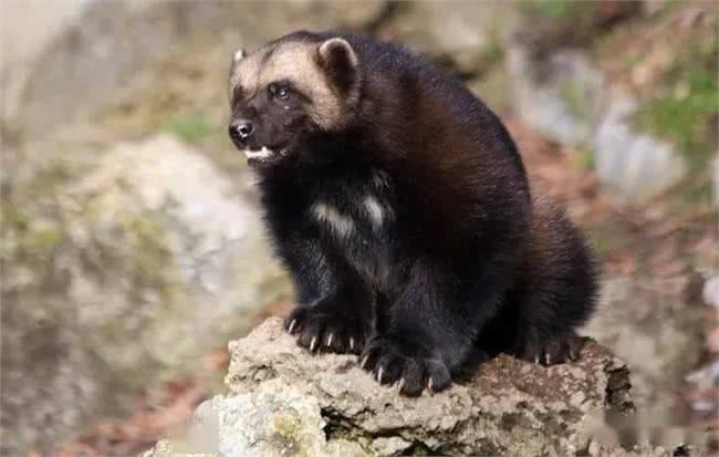 1狗能比10狗强，太行山猎人讲太行犬大虎的能耐，看到底有多厉害