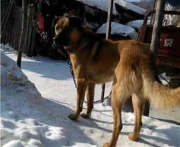 1狗能比10狗强，太行山猎人讲太行犬大虎的能耐，看到底有多厉害