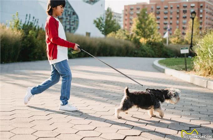遛狗好处多会遛才双赢遛狗宝典来帮你