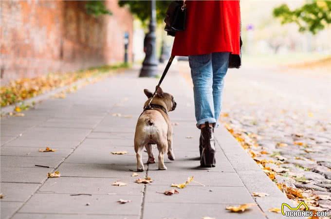 遛狗好处多会遛才双赢遛狗宝典来帮你