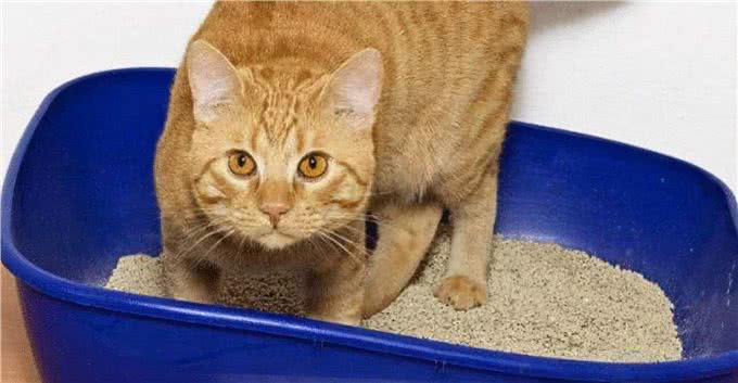 猫咪竟然也会吃自己的便便?