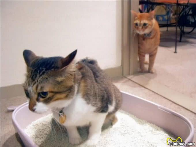 猫咪竟然也会吃自己的便便?