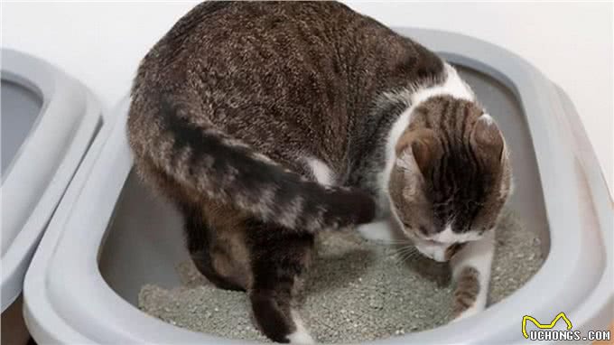 猫咪竟然也会吃自己的便便?