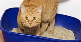 猫咪竟然也会吃自己的便便?