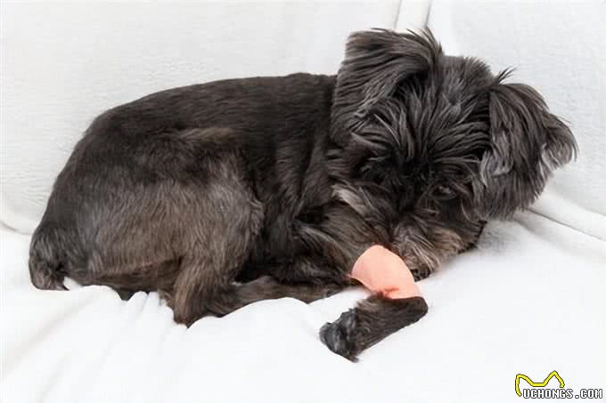 警惕!小型犬的五大疾病隐患与预防对策