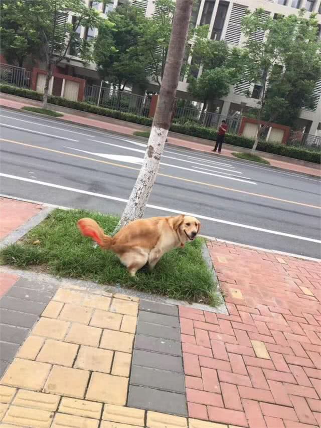 那么爱美的铲屎官，给自己狗狗剃成了马蜂窝，狗狗做错了什么?