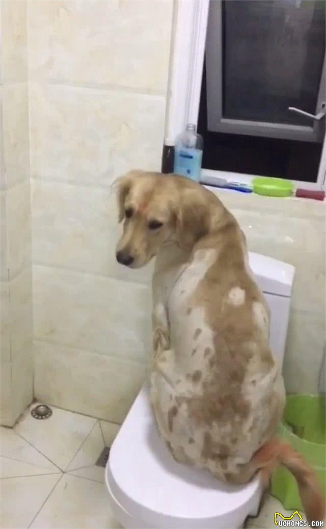 那么爱美的铲屎官，给自己狗狗剃成了马蜂窝，狗狗做错了什么?