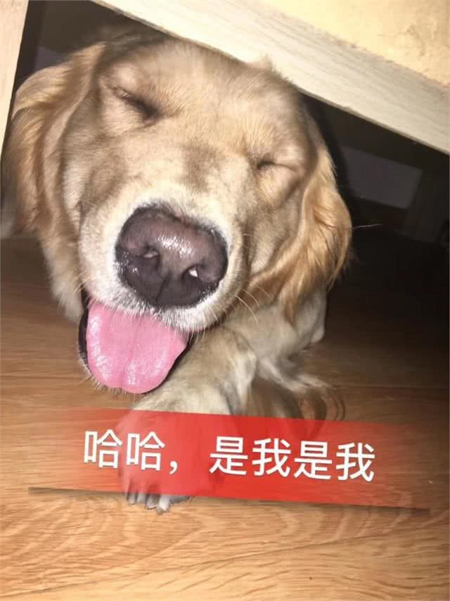 那么爱美的铲屎官，给自己狗狗剃成了马蜂窝，狗狗做错了什么?