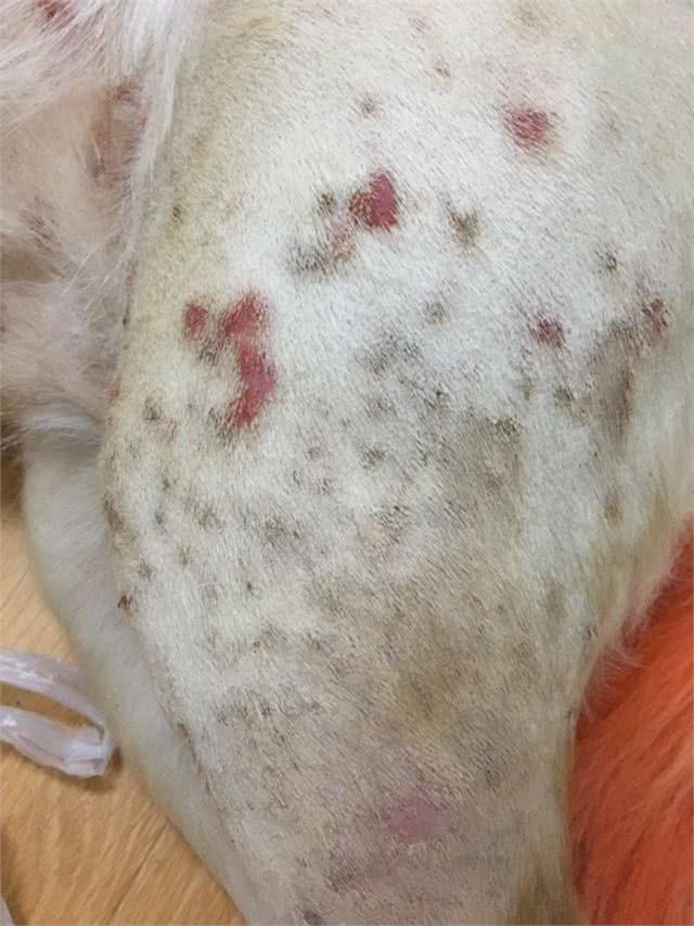 那么爱美的铲屎官，给自己狗狗剃成了马蜂窝，狗狗做错了什么?