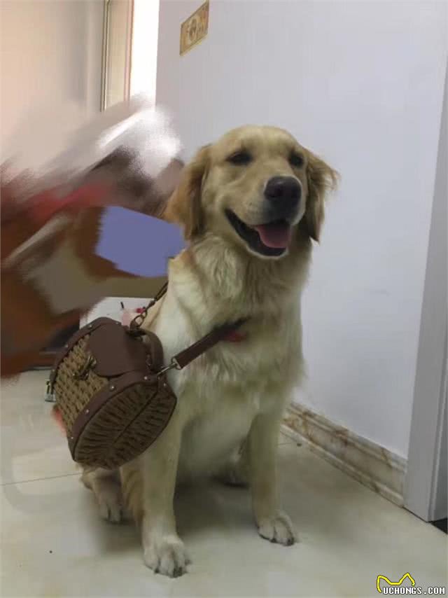 那么爱美的铲屎官，给自己狗狗剃成了马蜂窝，狗狗做错了什么?