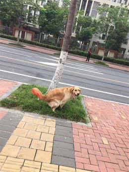 那么爱美的铲屎官，给自己狗狗剃成了马蜂窝，狗狗做错了什么?