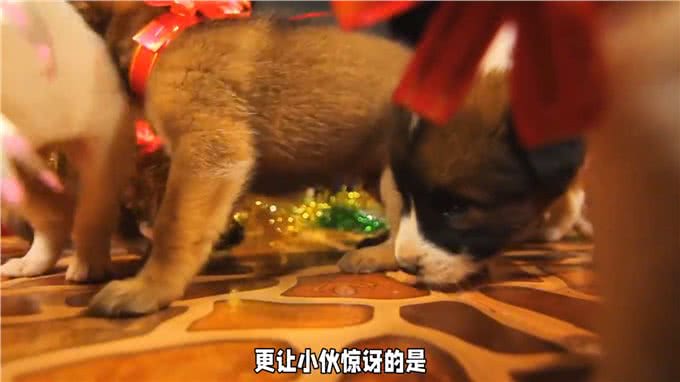 小伙捡到一只小奶狗，性格特别活波，慢慢发现小狗身上很多惊喜