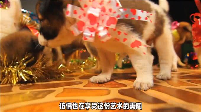 小伙捡到一只小奶狗，性格特别活波，慢慢发现小狗身上很多惊喜