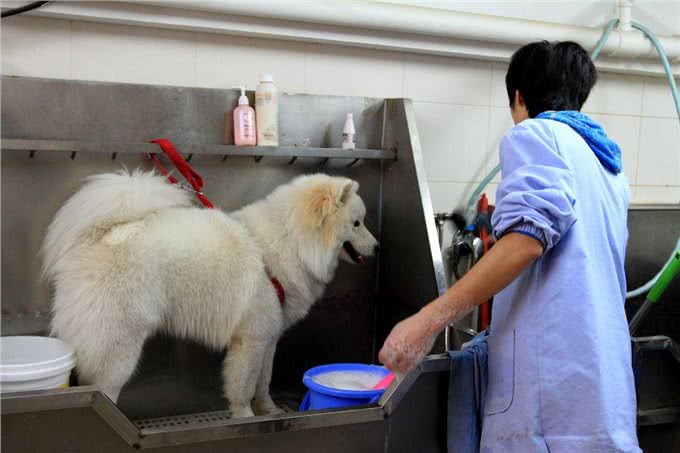 你家的狗狗洗澡安分吗?如果不安分那可能是你没做好以下几点!