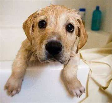 你家的狗狗洗澡安分吗?如果不安分那可能是你没做好以下几点!
