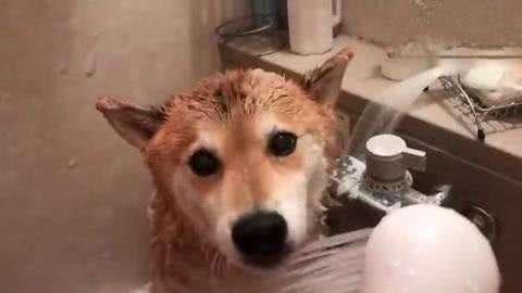 你家的狗狗洗澡安分吗?如果不安分那可能是你没做好以下几点!