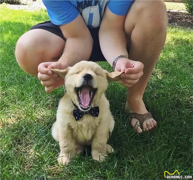 养狗五年:细数养狗的好处&坏处，你想清楚了吗?