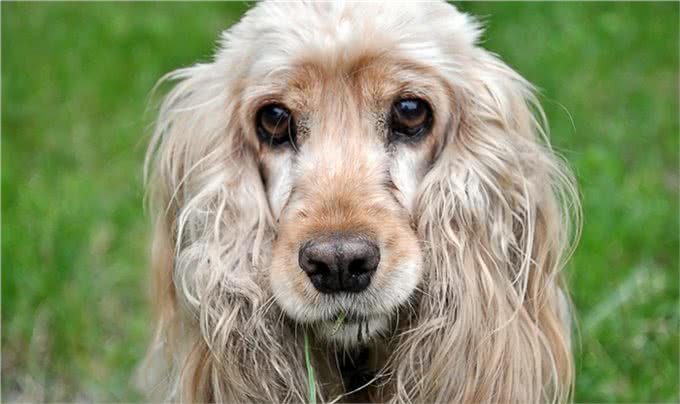 如何挑选纯种可卡犬