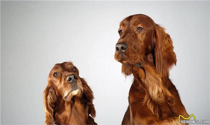 如何挑选纯种可卡犬