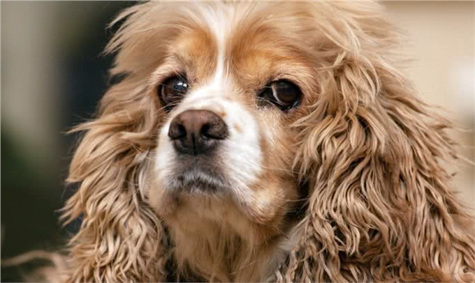 如何挑选纯种可卡犬