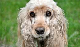 如何挑选纯种可卡犬