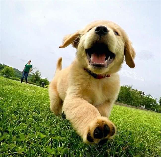 狗子身上有蜱虫怎么办?不要直接拔