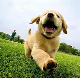 狗子身上有蜱虫怎么办?不要直接拔