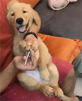 揭秘狗狗指甲修剪的正确姿势