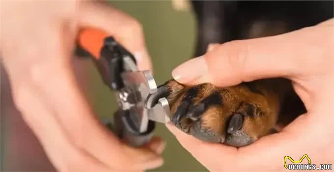 揭秘狗狗指甲修剪的正确姿势