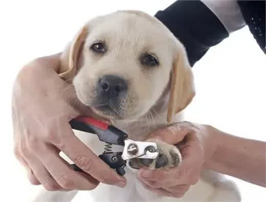 揭秘狗狗指甲修剪的正确姿势