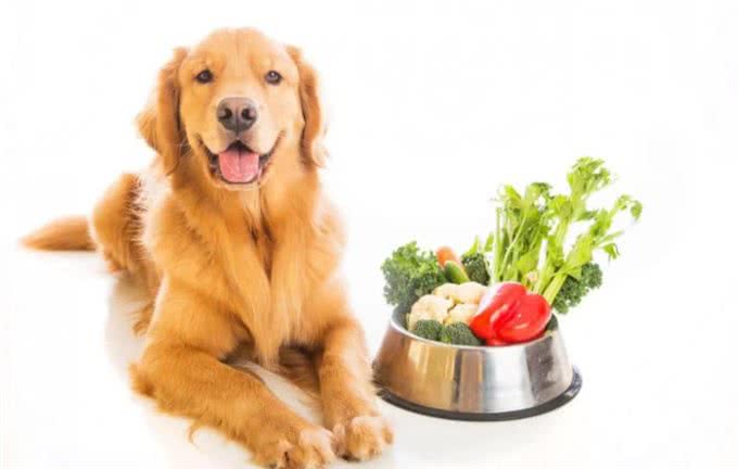 狗粮拌什么好?这些食物可以当做营养品来喂，铲屎官多注意