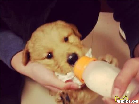 狗粮拌什么好?这些食物可以当做营养品来喂，铲屎官多注意