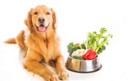 狗粮拌什么好?这些食物可以当做营养品来喂，铲屎官多注意