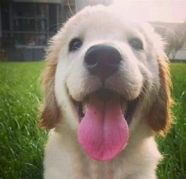 别以为狗狗梳毛只有一把梳子，那你就out了