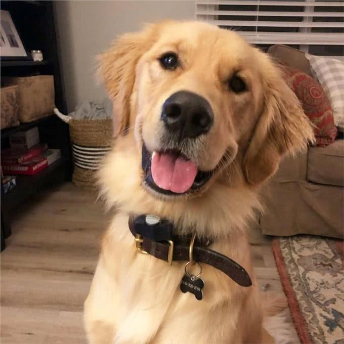 爱犬离世后，邮差与陌生金毛一见如故!每天都要抱对方很久才够