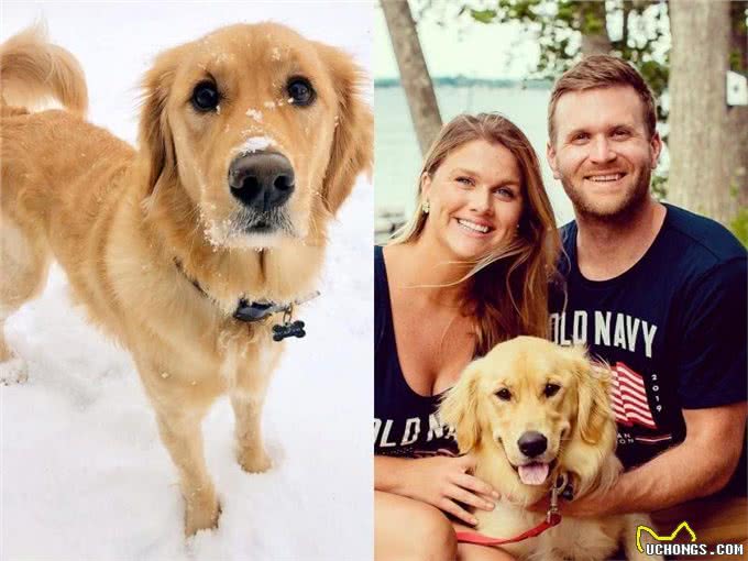 爱犬离世后，邮差与陌生金毛一见如故!每天都要抱对方很久才够