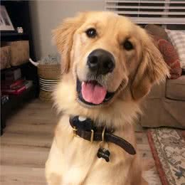 爱犬离世后，邮差与陌生金毛一见如故!每天都要抱对方很久才够