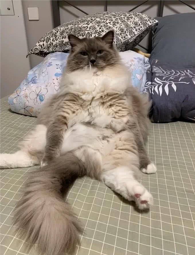 猫咪有哪些表现，是将自己当成人了?