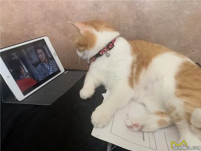 猫咪有哪些表现，是将自己当成人了?