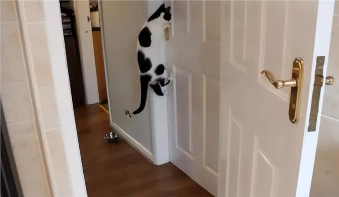 猫咪有哪些表现，是将自己当成人了?