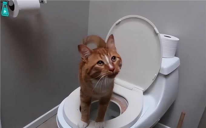 猫咪有哪些表现，是将自己当成人了?