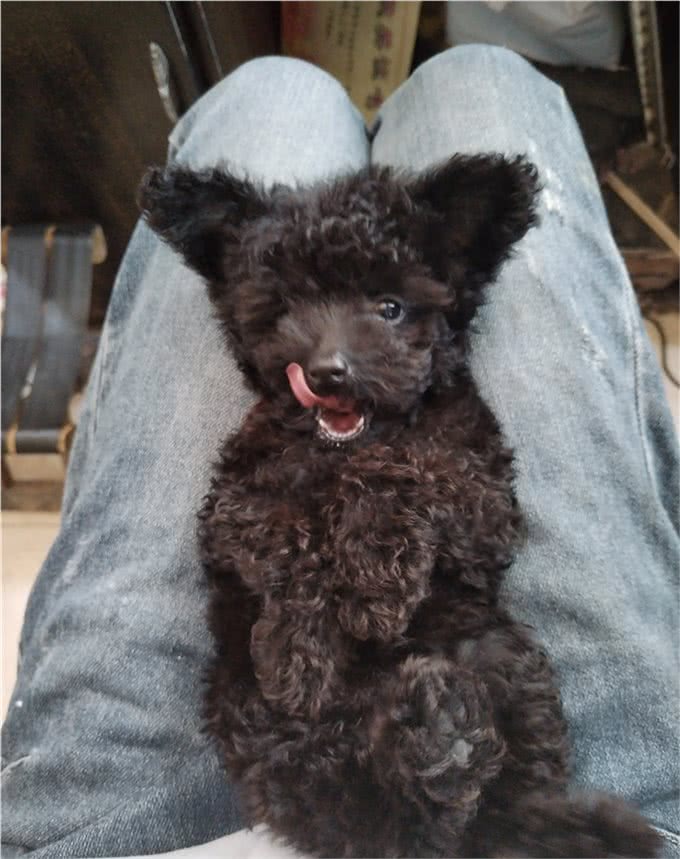 动物的冷知识:狗狗的情绪看尾巴也行?