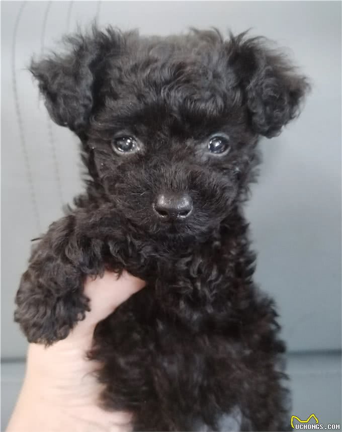 动物的冷知识:狗狗的情绪看尾巴也行?