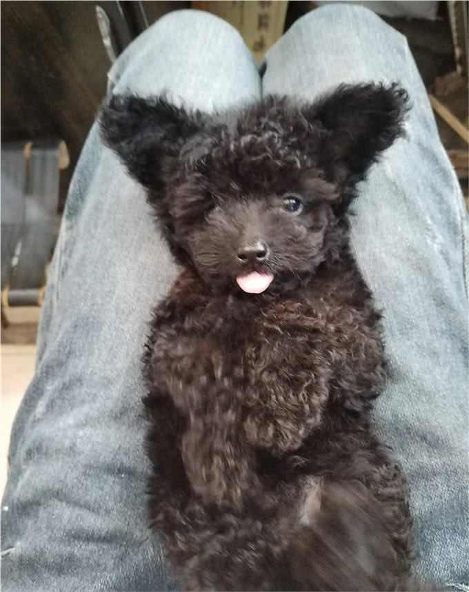 动物的冷知识:狗狗的情绪看尾巴也行?