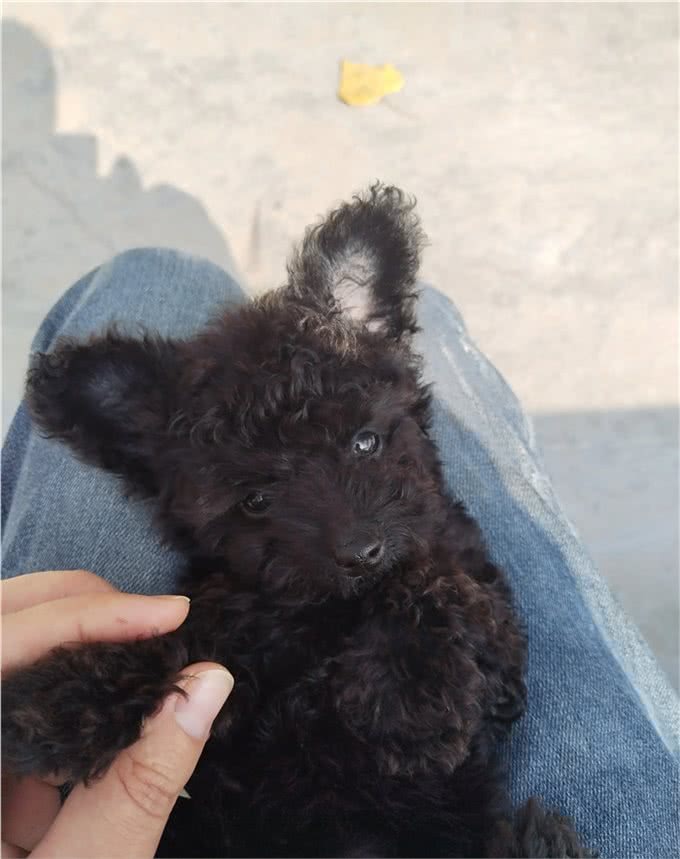 动物的冷知识:狗狗的情绪看尾巴也行?